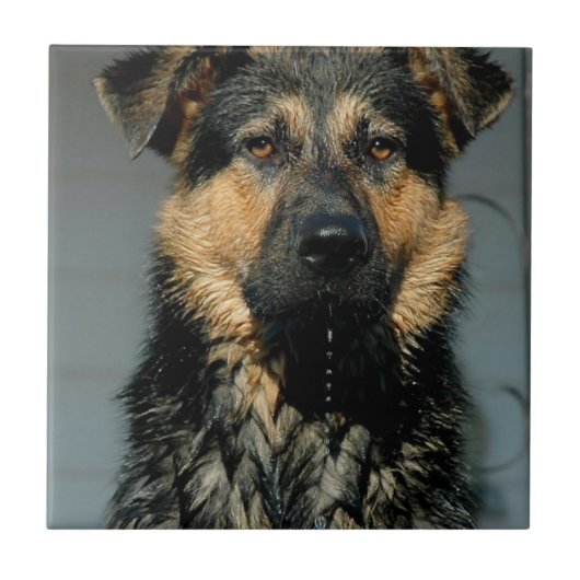 German Shepherd Dog Tile Tegeltje (Voorkant)