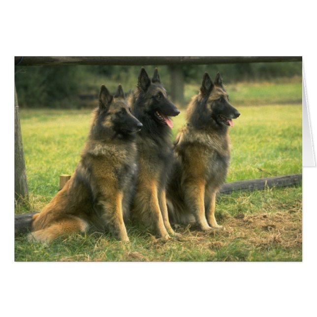German Shepherd Dogs (Voorkant Horizontaal)