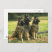 German Shepherd Dogs Briefkaart (Voorkant / Achterkant)