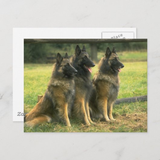 German Shepherd Dogs Briefkaart (Voorkant / Achterkant)