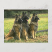 German Shepherd Dogs Briefkaart (Voorkant)