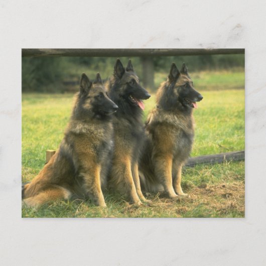 German Shepherd Dogs Briefkaart (Voorkant)