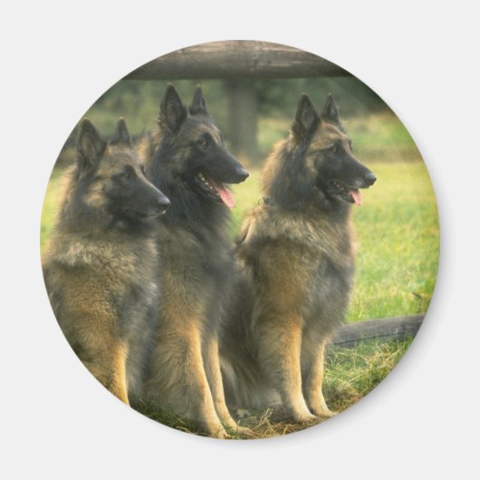 German Shepherd Dogs Magneet (Voorkant)