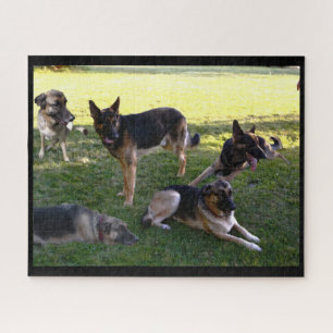 GERMAN SHEPHERD DOGS puzzel