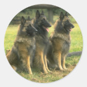 German Shepherd Dogs Ronde Sticker (Voorkant)