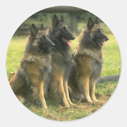 German Shepherd Dogs Ronde Sticker (Voorkant)