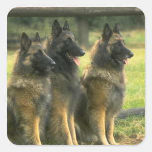 German Shepherd Dogs Vierkante Sticker