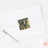 German Shepherd Dogs Vierkante Sticker (Envelop)