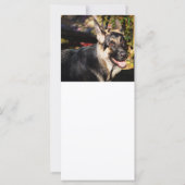 German Shepherd door Shirley Taylor (Achterkant)