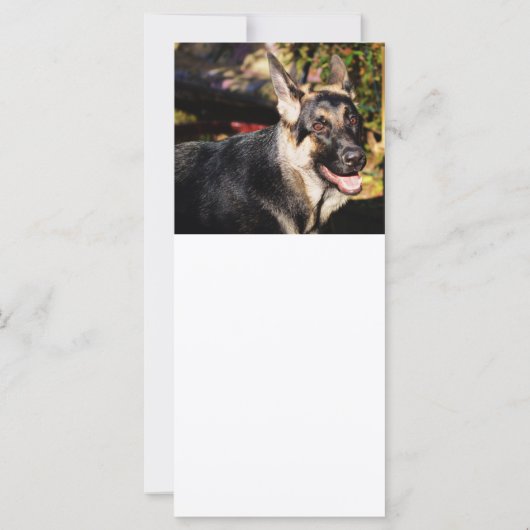 German Shepherd door Shirley Taylor (Achterkant)