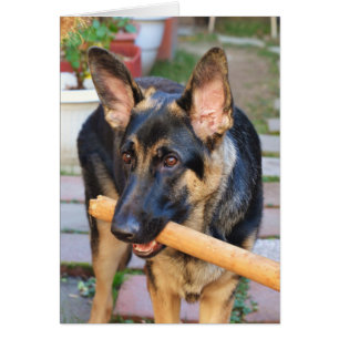 German Shepherd door Shirley Taylor