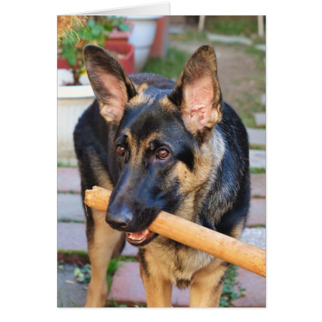 German Shepherd door Shirley Taylor (Voorkant)