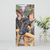German Shepherd door Shirley Taylor (Staand voorkant)