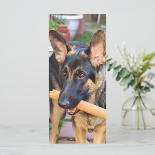 German Shepherd door Shirley Taylor (Staand voorkant)