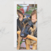 German Shepherd door Shirley Taylor (Voorkant)