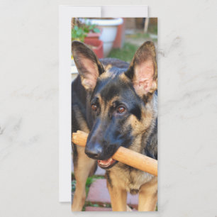 German Shepherd door Shirley Taylor