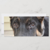 German Shepherd door Shirley Taylor (Voorkant)