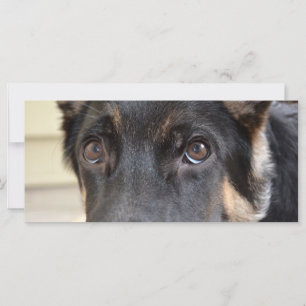 German Shepherd door Shirley Taylor