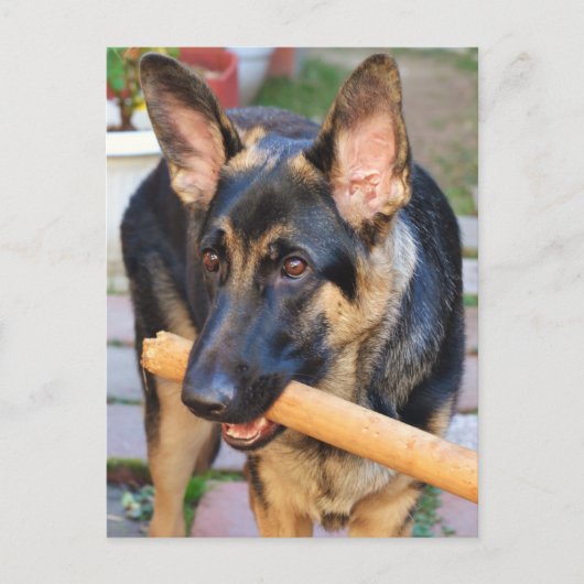 German Shepherd door Shirley Taylor Briefkaart (Voorkant)