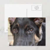 German Shepherd door Shirley Taylor Briefkaart (Voorkant / Achterkant)