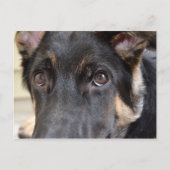 German Shepherd door Shirley Taylor Briefkaart (Voorkant)