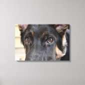 German Shepherd door Shirley Taylor Canvas Afdruk (Voorkant)