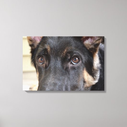 German Shepherd door Shirley Taylor Canvas Afdruk (Voorkant)