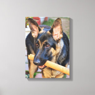 German Shepherd door Shirley Taylor Canvas Afdruk