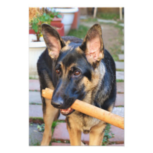 German Shepherd door Shirley Taylor Foto Afdruk