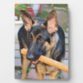 German Shepherd door Shirley Taylor Fotoplaat (voorkant)