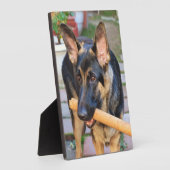 German Shepherd door Shirley Taylor Fotoplaat (Zijkant)
