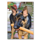 German Shepherd door Shirley Taylor Kaart (Achterkant)