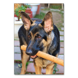 German Shepherd door Shirley Taylor Kaart