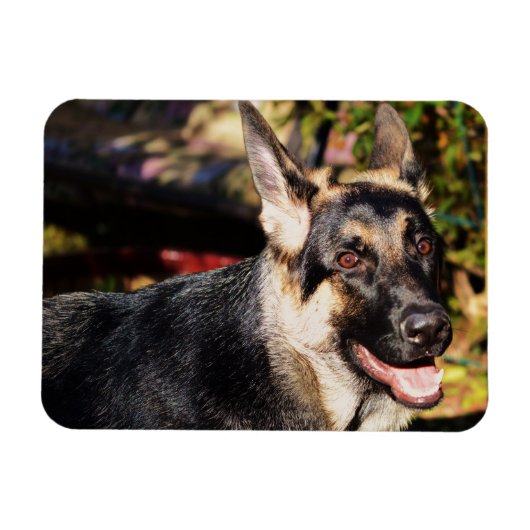 German Shepherd door Shirley Taylor Magneet (Horizontaal)