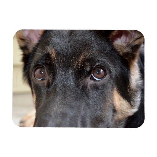 German Shepherd door Shirley Taylor Magneet (Horizontaal)