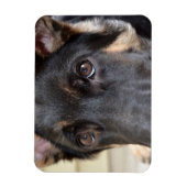 German Shepherd door Shirley Taylor Magneet (Verticaal)