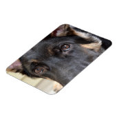 German Shepherd door Shirley Taylor Magneet (Linkerzijde)