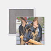 German Shepherd door Shirley Taylor Magneet (Voorkant / Achterkant)
