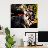 German Shepherd door Shirley Taylor Poster (Thuiskantoor)