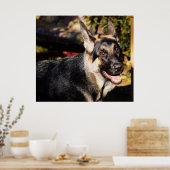 German Shepherd door Shirley Taylor Poster (Keuken)