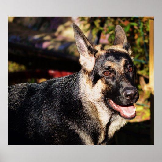 German Shepherd door Shirley Taylor Poster (Voorkant)