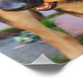 German Shepherd door Shirley Taylor Poster (Hoek)