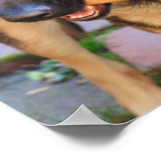 German Shepherd door Shirley Taylor Poster (Hoek)
