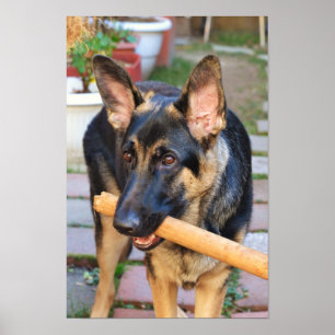 German Shepherd door Shirley Taylor Poster