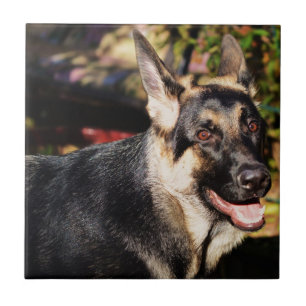 German Shepherd door Shirley Taylor Tegeltje