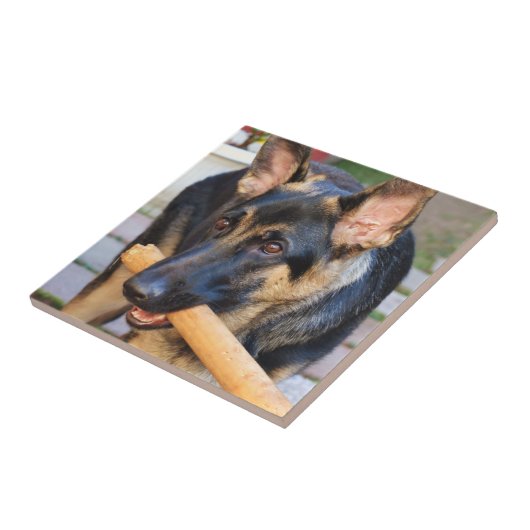 German Shepherd door Shirley Taylor Tegeltje (Zijkant)