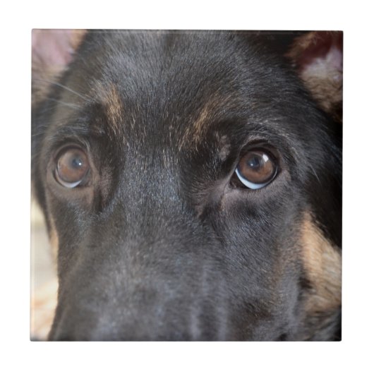 German Shepherd door Shirley Taylor Tegeltje (Voorkant)