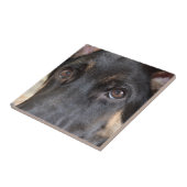 German Shepherd door Shirley Taylor Tegeltje (Zijkant)
