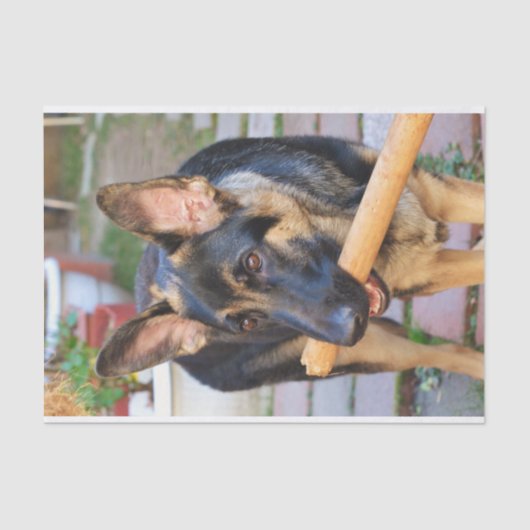 German Shepherd door Shirley Taylor Tissuepapier (Voorkant)