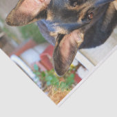 German Shepherd door Shirley Taylor Tissuepapier (Detail)